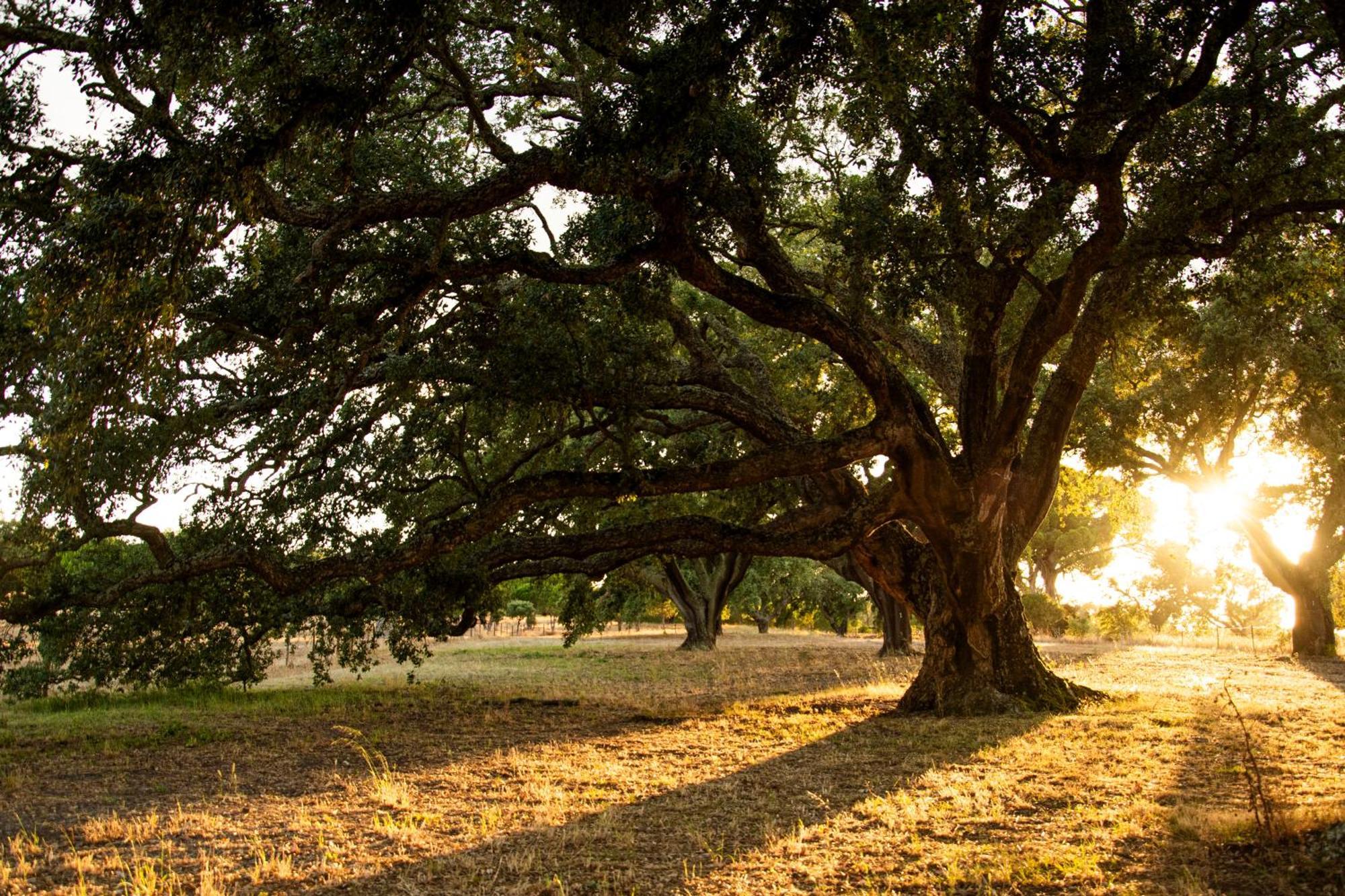 Herdade Das Barradas Da Serra Grândola エクステリア 写真