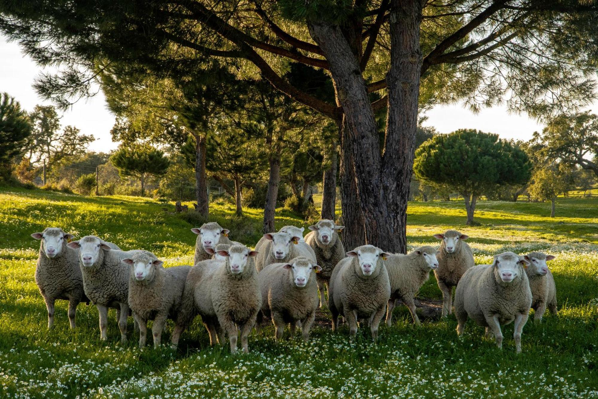 Herdade Das Barradas Da Serra Grândola エクステリア 写真