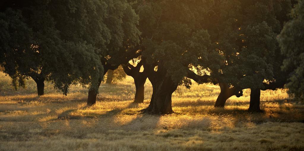 Herdade Das Barradas Da Serra Grândola エクステリア 写真