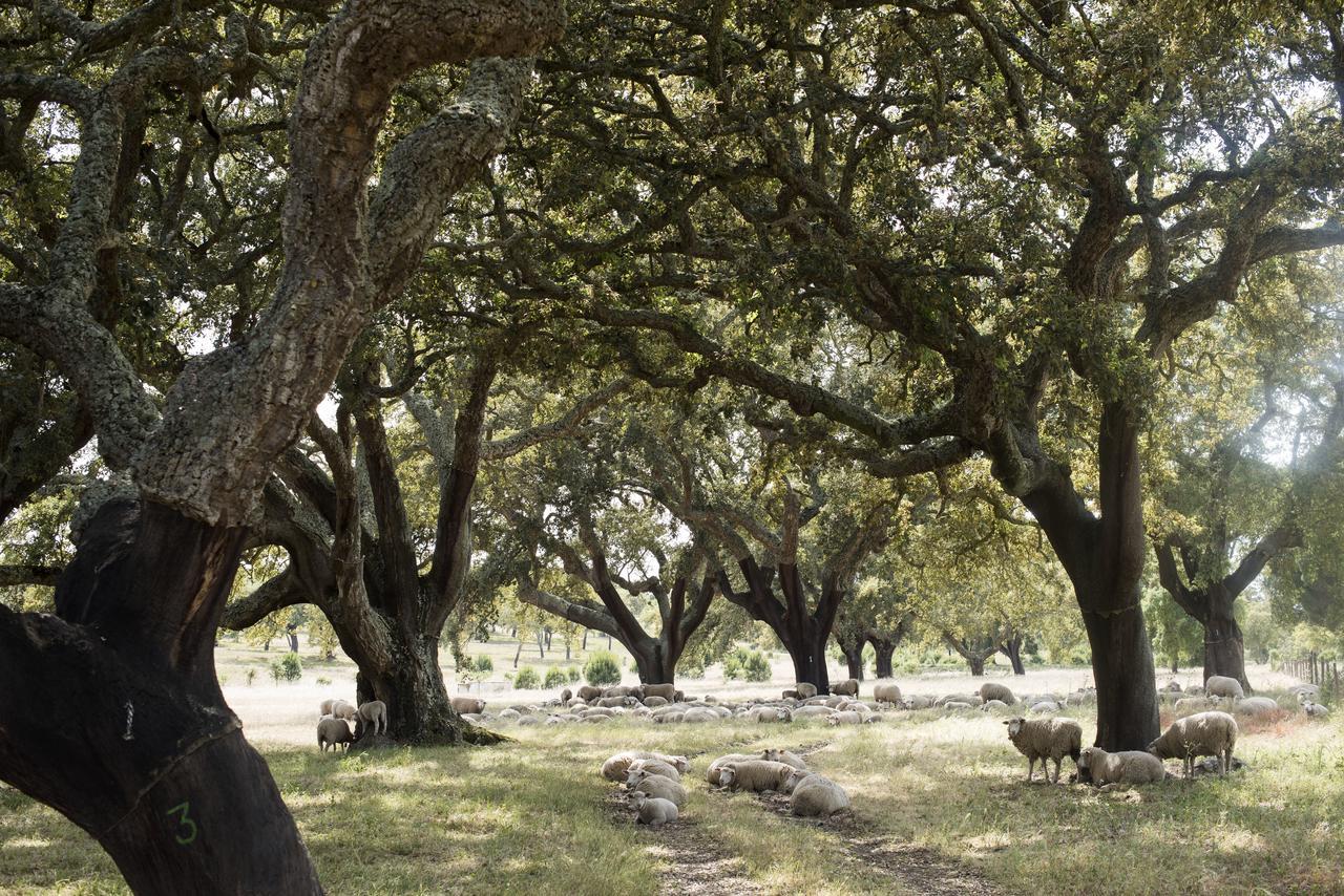 Herdade Das Barradas Da Serra Grândola エクステリア 写真